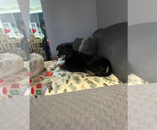 Medium Photo #3 Rottweiler-Unknown Mix Puppy For Sale in Westminster, MD, USA