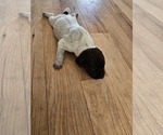 Small #2 German Shorthaired Pointer