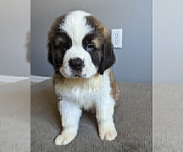 Medium Photo #11 Saint Bernard Puppy For Sale in PALM COAST, FL, USA