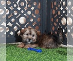 Tommy - Male Shorkie Tzu Puppy for Sale - Photo #4