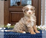 Small #2 Bernedoodle (Miniature)