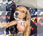 Small #5 Mutt