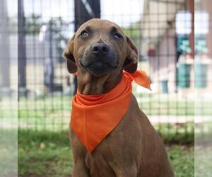 American Staffordshire Terrier-Unknown Mix Dogs for adoption in San Antonio, TX, USA