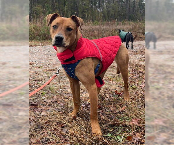 Medium Photo #6 Rhodesian Ridgeback-Unknown Mix Puppy For Sale in Lake Wylie, SC, USA