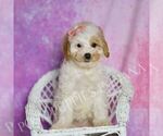 Small Photo #58 Poodle (Toy) Puppy For Sale in WARSAW, IN, USA