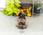 Small #6 Poodle (Miniature)