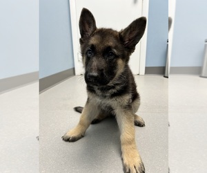 German Shepherd Dog Puppy for sale in EAST LYME, CT, USA