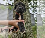 Small Photo #9 Great Dane Puppy For Sale in WALNUT GROVE, MO, USA