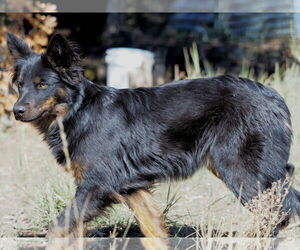Mutt Dogs for adoption in Chama, NM, USA