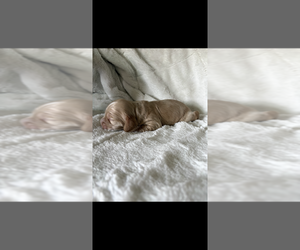 Medium Cocker Spaniel