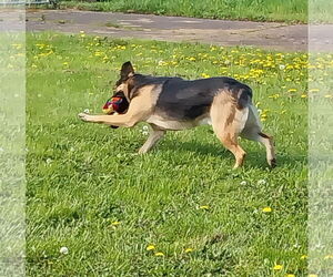 Dex - Male Shepradors Dog for Adoption - Photo #4