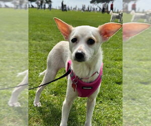 Chihuahua-Unknown Mix Dogs for adoption in San Diego, CA, USA