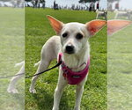 Small Chihuahua Mix