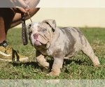 Puppy 3 English Bulldog