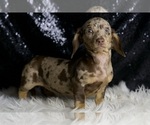 Small #4 Dachshund