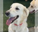 Small #1 Golden Pyrenees