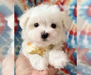 Maltipoo Puppy for Sale in NEW ALBANY, Indiana USA