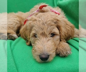 Labradoodle-Poodle (Standard) Mix Puppy for sale in JEFFERSON CTY, MO, USA