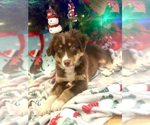 Australian Shepherd Puppy for sale in MOSELLE, MS, USA