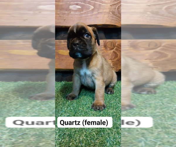 Medium Photo #3 Boxer Puppy For Sale in Budapest, Budapest, Hungary