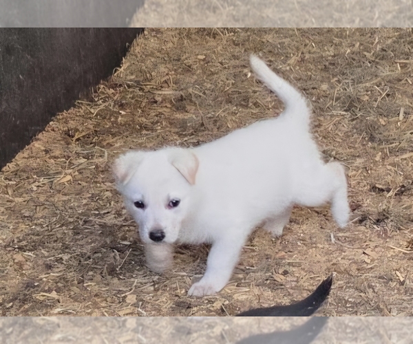 Medium Photo #1 German Shepherd Dog Puppy For Sale in SPOTSYLVANIA, VA, USA