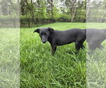 Small #9 Labrador Retriever Mix