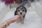 Small Photo #2 Morkie Puppy For Sale in LAS VEGAS, NV, USA