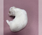 Small Photo #15 Maltipoo Puppy For Sale in JASPER, GA, USA