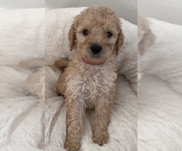 Medium Photo #2 Goldendoodle Puppy For Sale in COLORADO SPRINGS, CO, USA