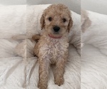 Small Photo #2 Goldendoodle Puppy For Sale in COLORADO SPRINGS, CO, USA