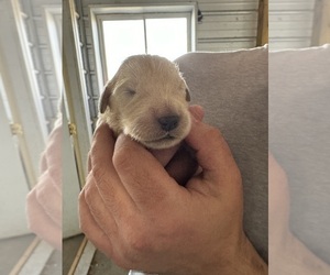 Medium English Cream Golden Retriever