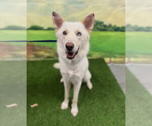 Siberian Husky-white german shepherd Mix Dogs for adoption in Euless, TX, USA