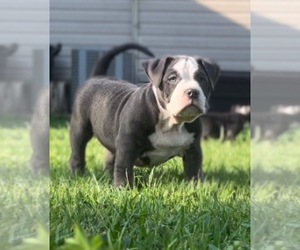 American Bully Puppy for sale in VIRGINIA BEACH, VA, USA