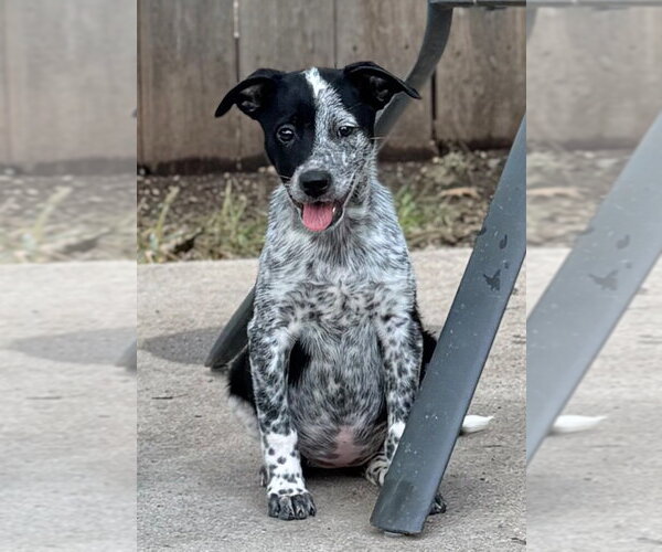 Medium Photo #4 Mutt Puppy For Sale in Great Bend, KS, USA