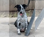 Small Photo #4 Mutt Puppy For Sale in Great Bend, KS, USA