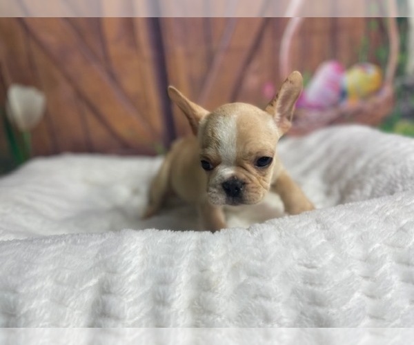 Medium Photo #4 French Bulldog Puppy For Sale in POWHATAN, VA, USA