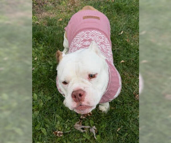 Medium Photo #9 Bulldog-Unknown Mix Puppy For Sale in Crete, IL, USA