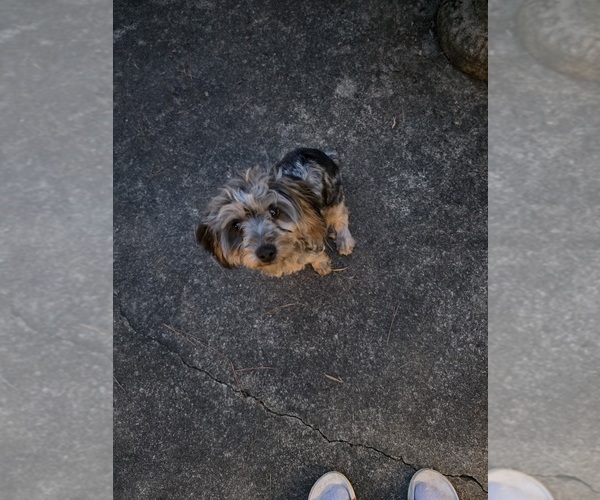 Medium Photo #1 YorkiePoo Puppy For Sale in LEXINGTON, NC, USA