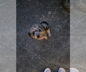 YorkiePoo Puppy for sale in LEXINGTON, NC, USA