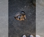 Small YorkiePoo