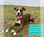 Small #20 American Pit Bull Terrier Mix