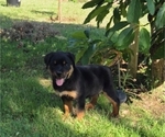 Small Photo #2 Rottweiler Puppy For Sale in JURUPA VALLEY, CA, USA