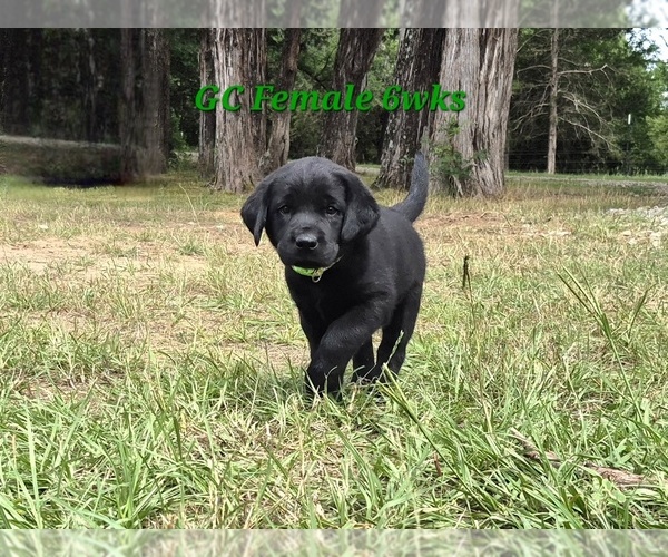 Medium Photo #1 Labrador Retriever Puppy For Sale in EDGEWOOD, TX, USA