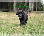 Image preview for Ad Listing. Nickname: Litter of 4