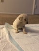 Small Photo #18 Goldendoodle Puppy For Sale in VACAVILLE, CA, USA
