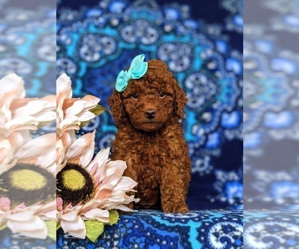 Medium Photo #2 Miniature Labradoodle Puppy For Sale in NOTTINGHAM, PA, USA