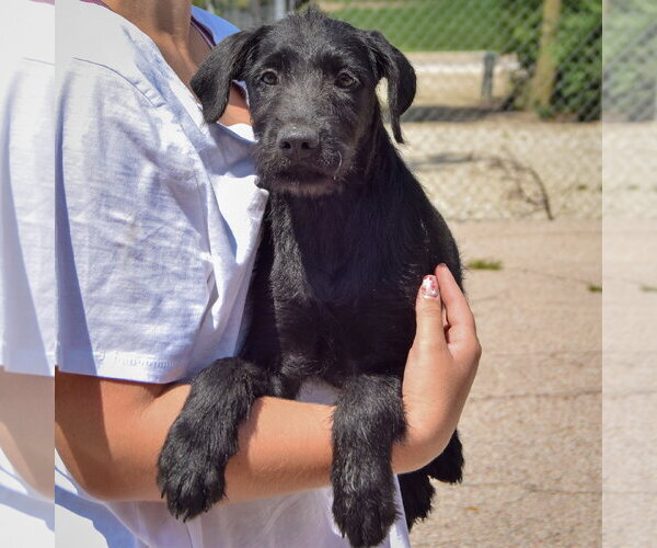 Medium Photo #3 Irish Wolfhound-Unknown Mix Puppy For Sale in Huntley, IL, USA