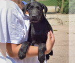 Small #2 Irish Wolfhound Mix