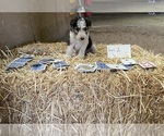 Puppy Girl 2 Wire Fox Terrier