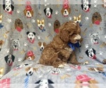 Small #6 Cavapoo